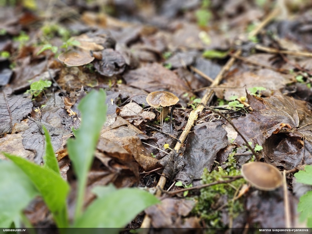 Skropstainā kātiņpiepe