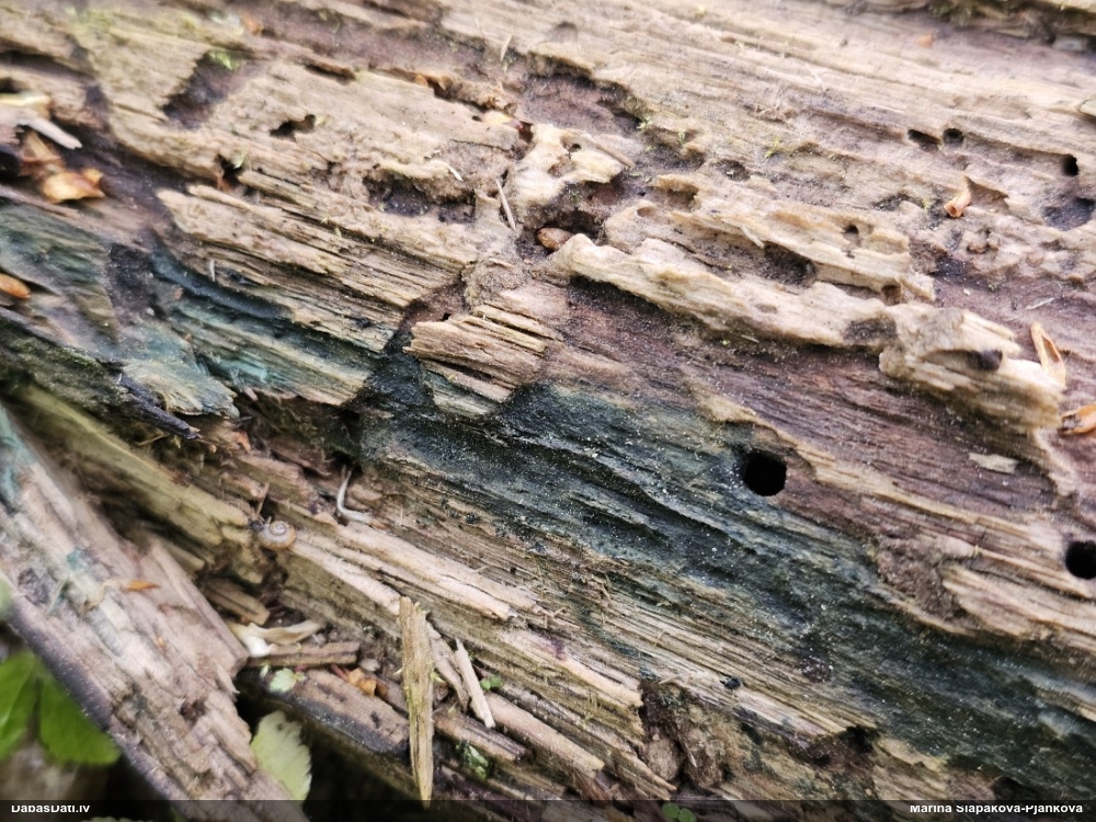 Zilzaļā hlorociborija