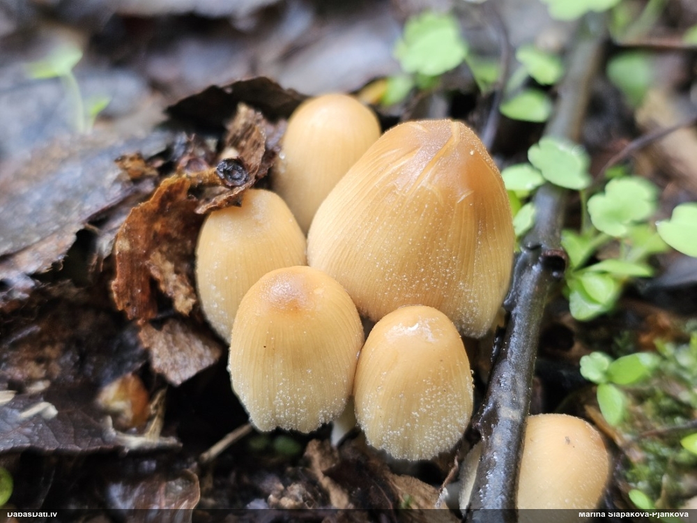 Vizuļojošā tintene