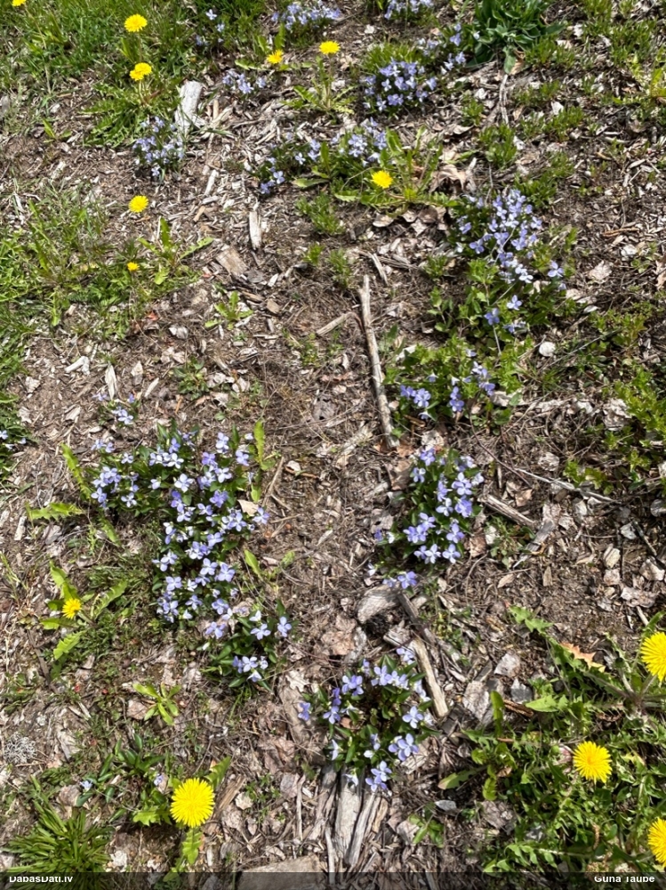 фиалка собачья