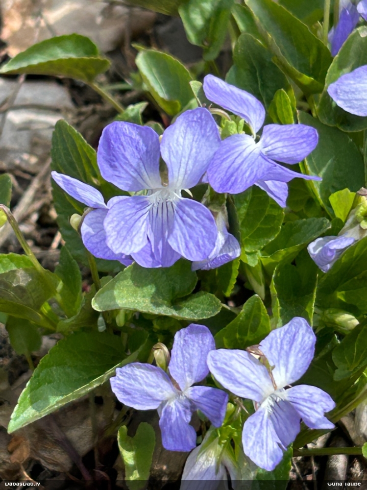 фиалка собачья