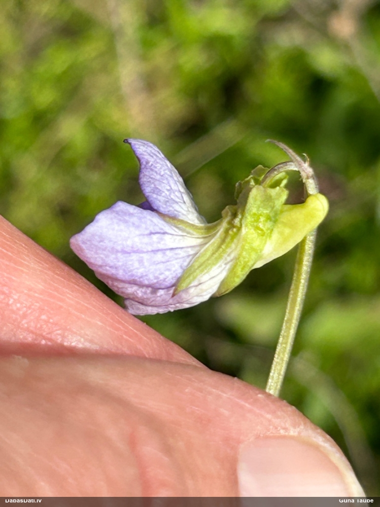 фиалка собачья