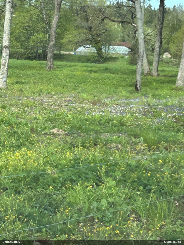 фиалка трехцветная