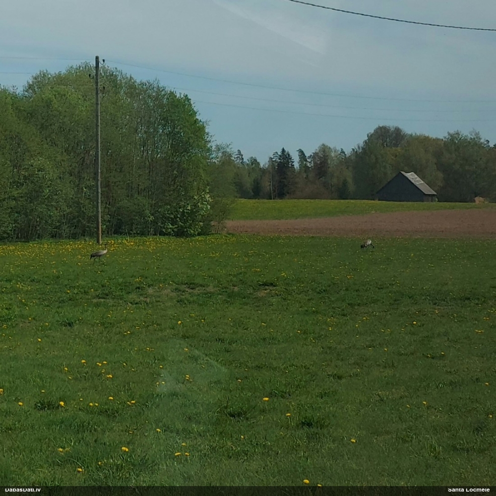 серый журавль