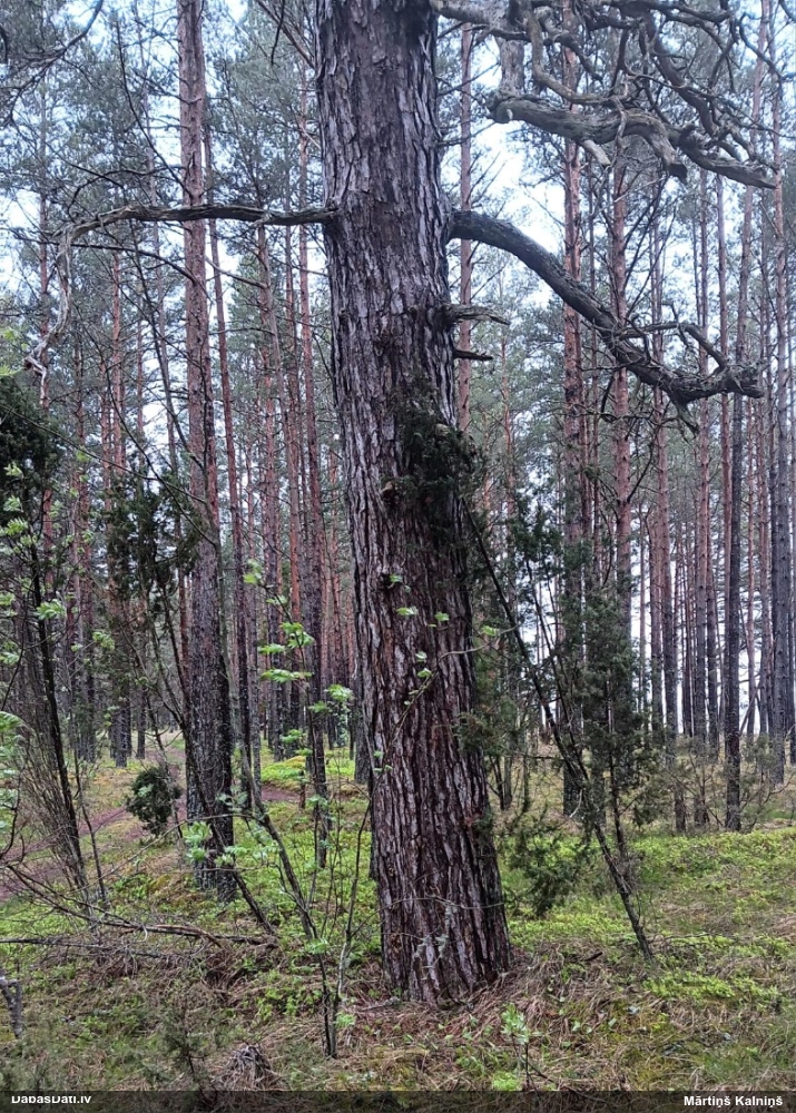 Priežu sveķotājkoksngrauzis