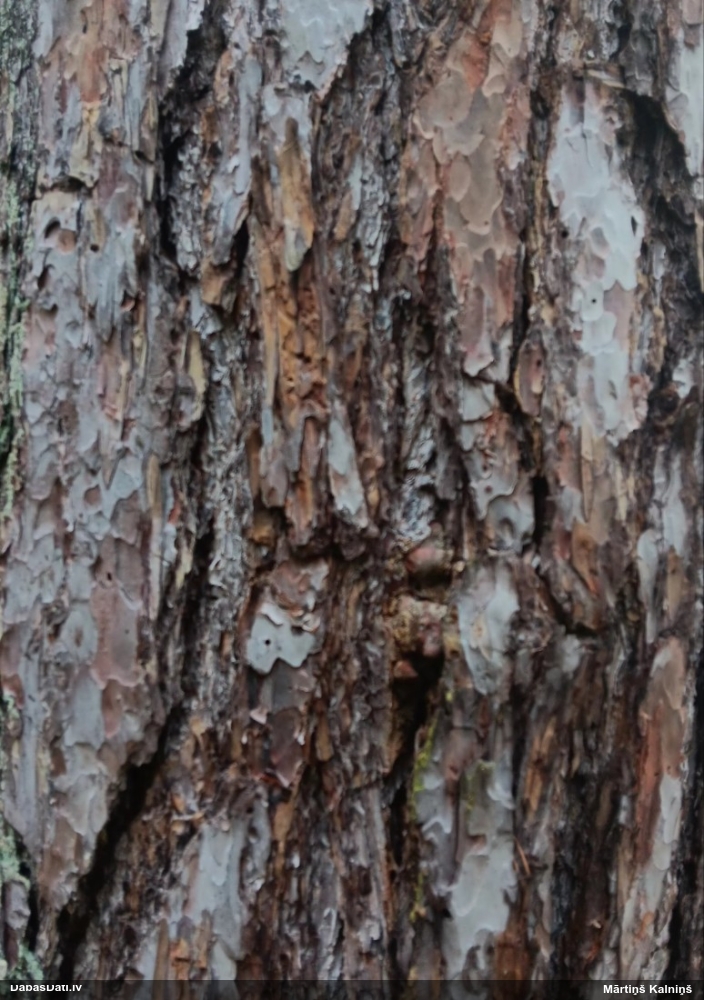 Priežu sveķotājkoksngrauzis