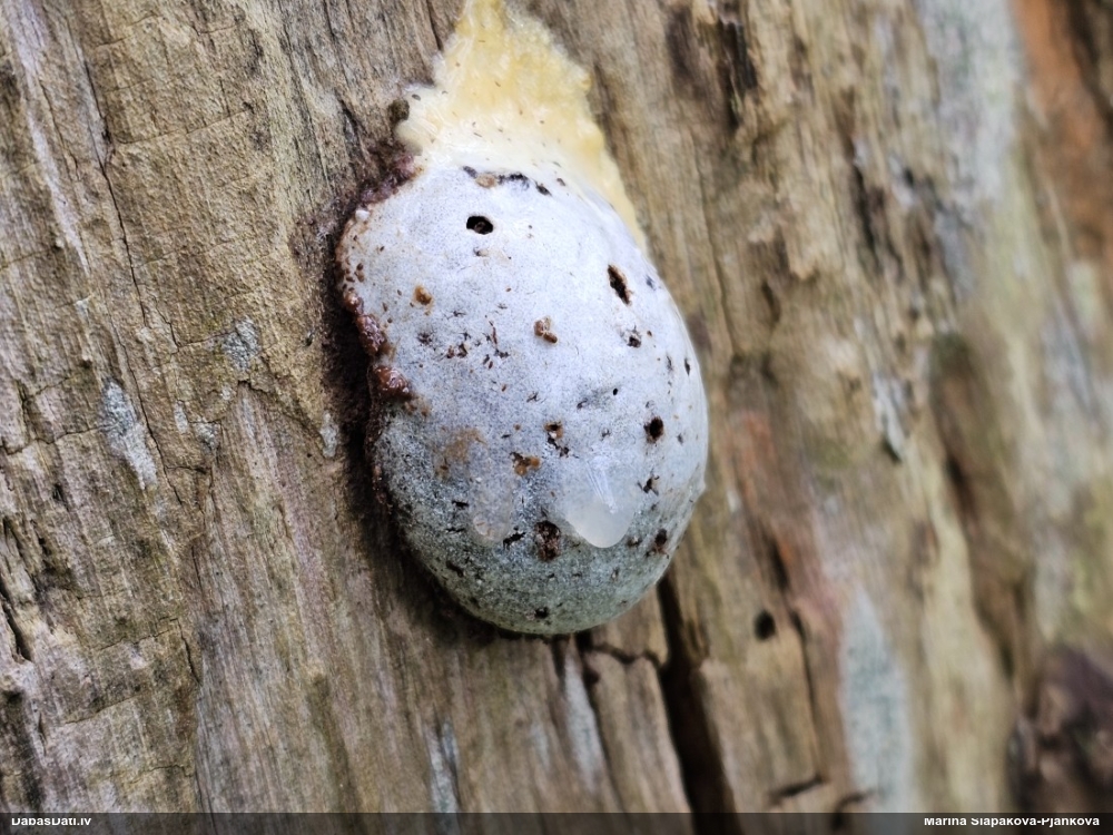 Gļotpūpēdis (nenoteikts)