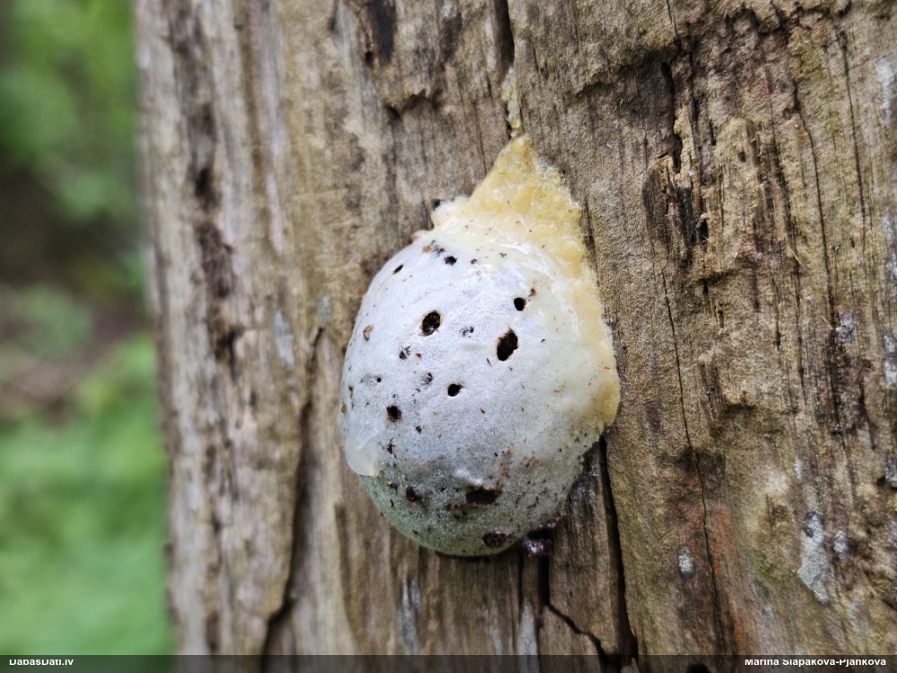 Gļotpūpēdis (nenoteikts)
