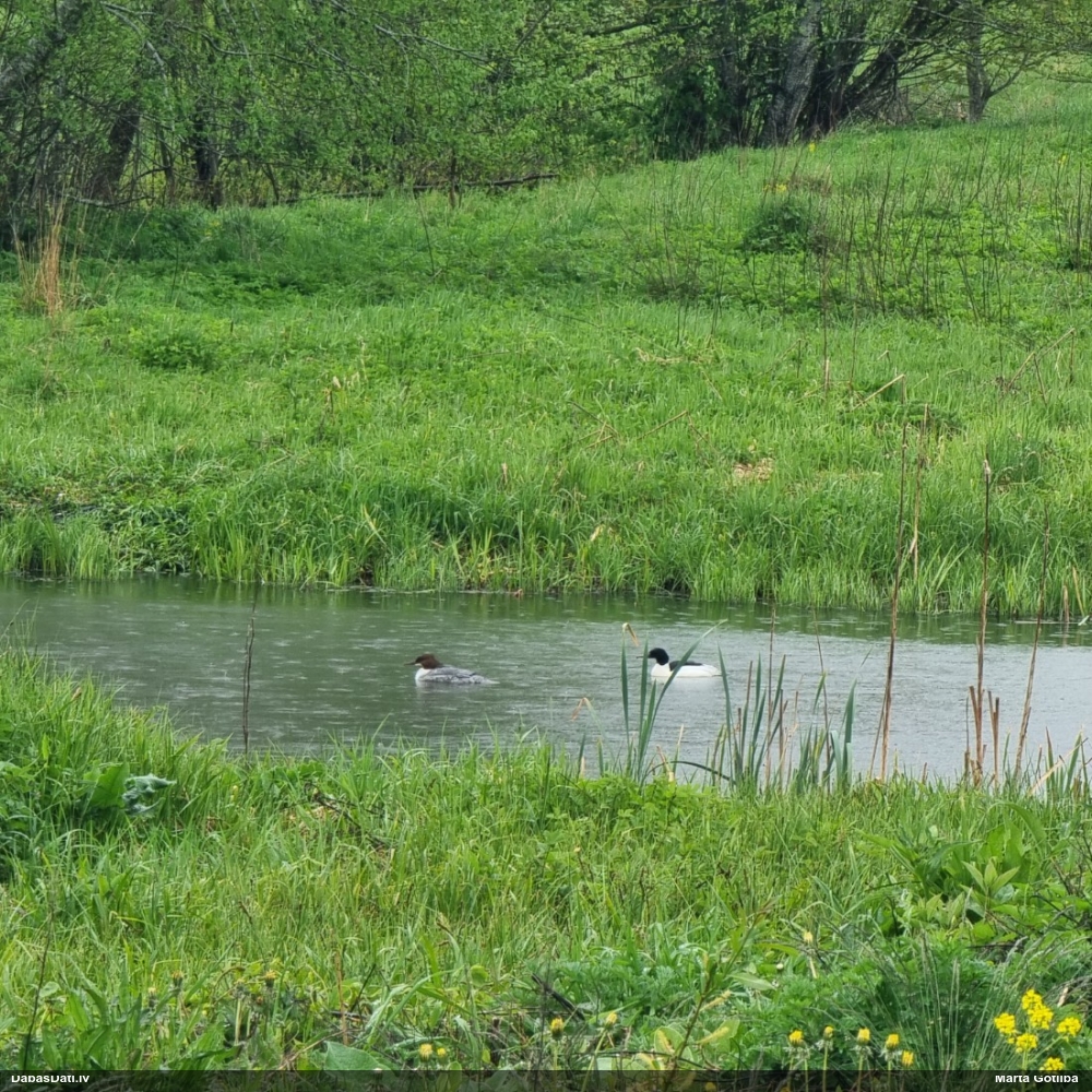 большой крохаль