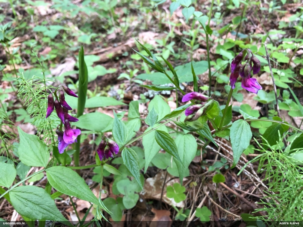 чина весенняя