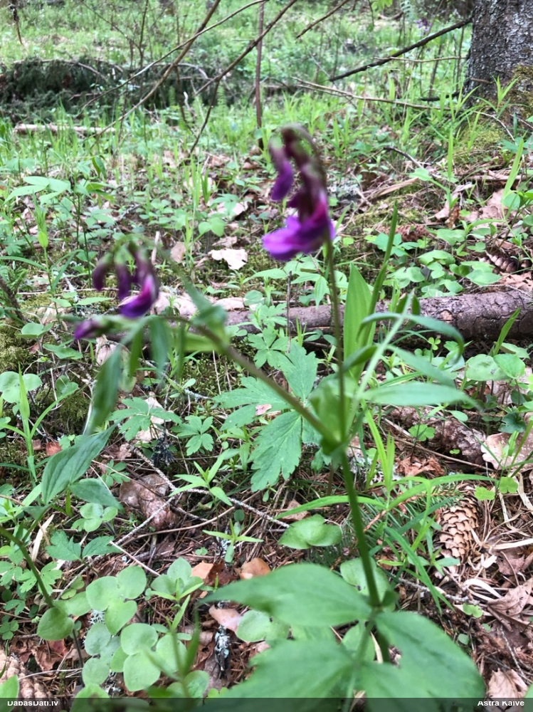 чина весенняя