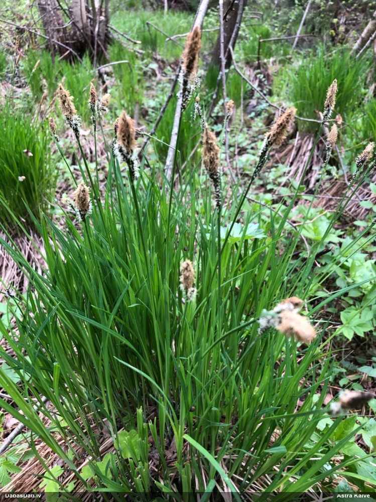 осока дернистая