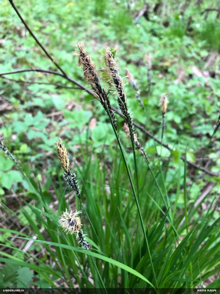 осока дернистая