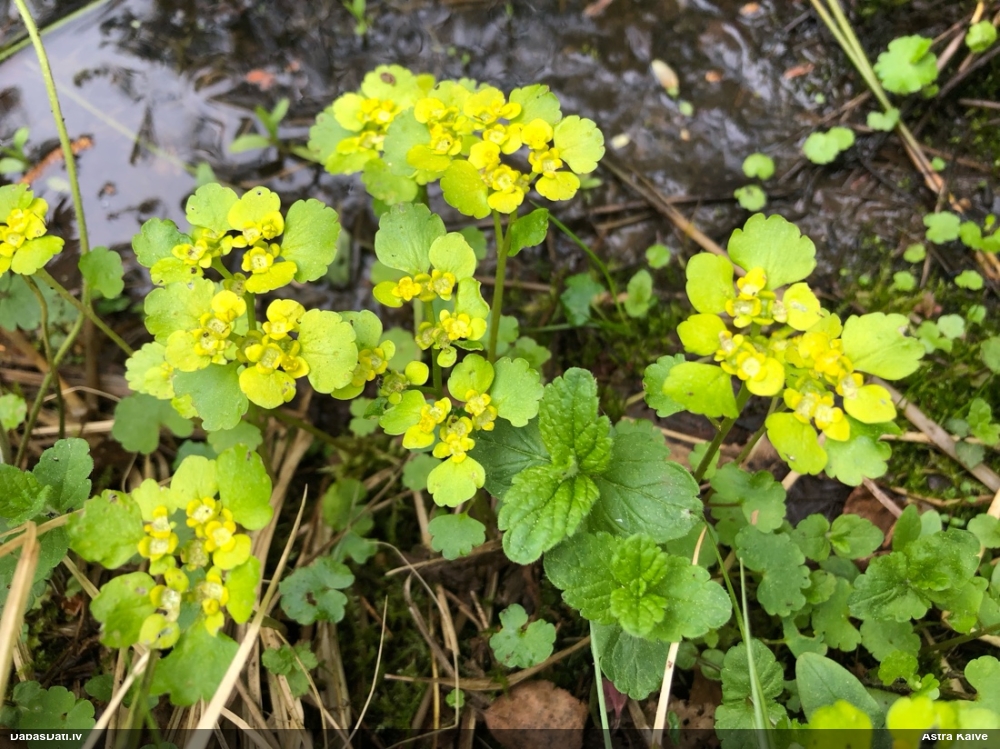 селезеночник обыкновенный