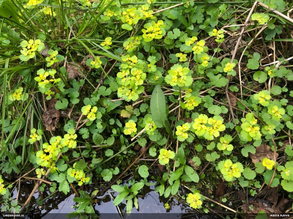 селезеночник обыкновенный