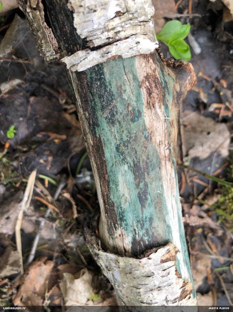 Zilzaļā hlorociborija