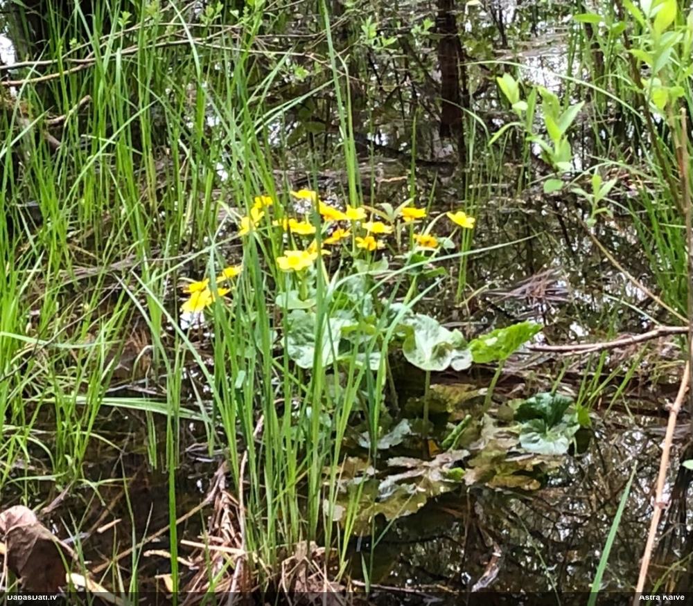 калужница болотная