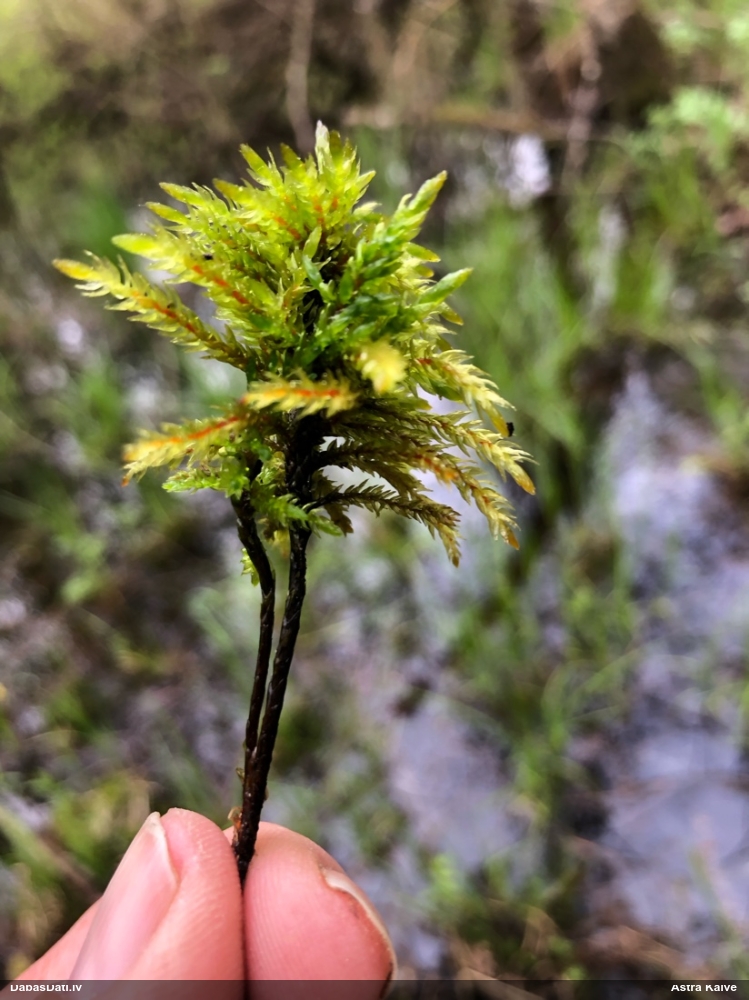 Parastā kociņsūna