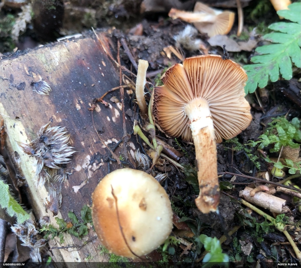 Lapiņsēne (nenosakāma)