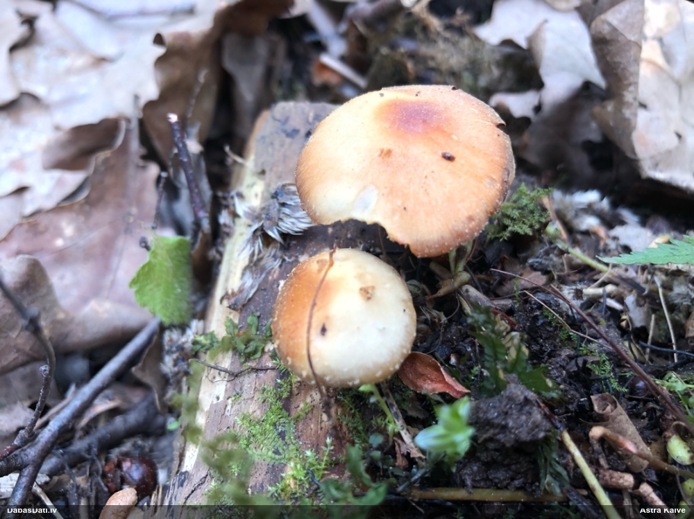 Lapiņsēne (nenosakāma)