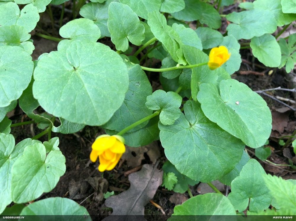 чистяк весенний