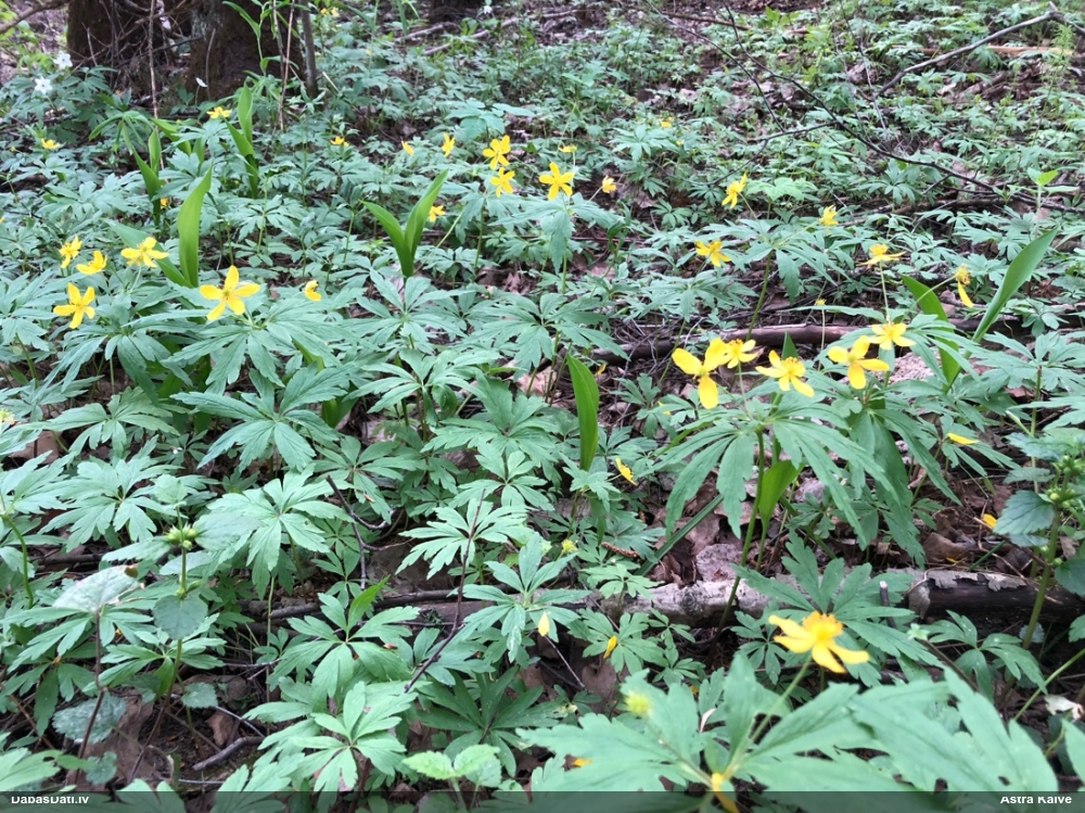 ветреница лютиковая