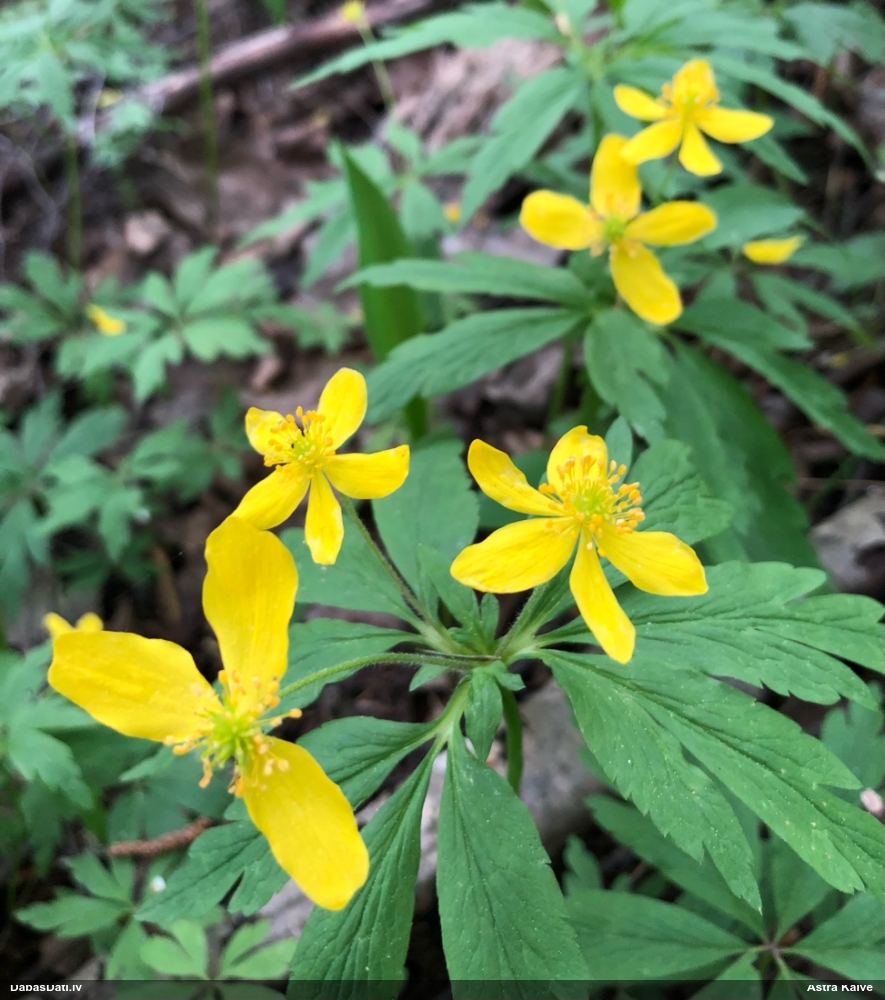 ветреница лютиковая