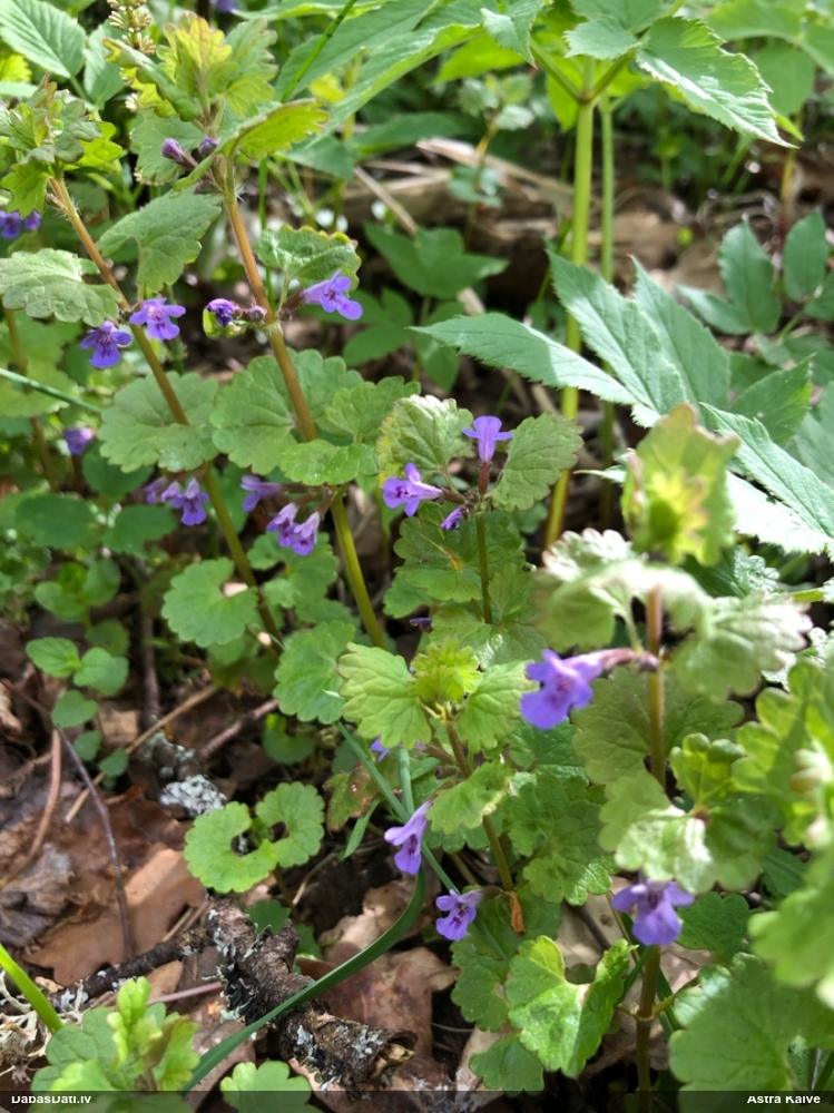 будра плющевидная