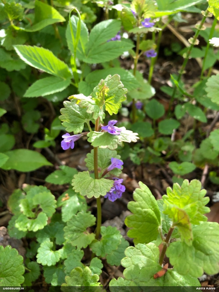 будра плющевидная