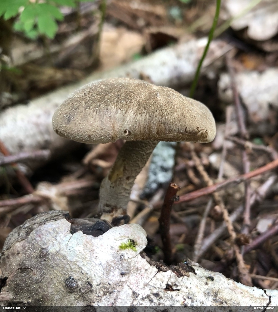 Skropstainā kātiņpiepe