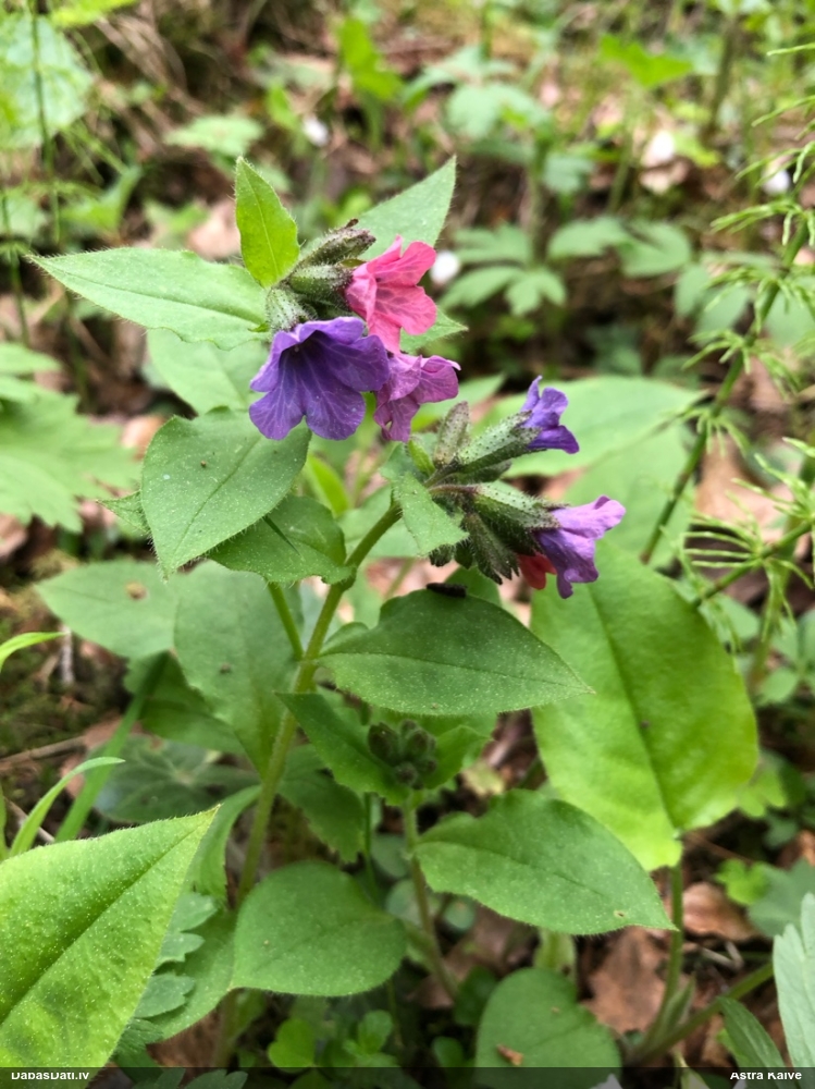 Tumšais lakacis (dziedniecības, ārstniecības lakacis)