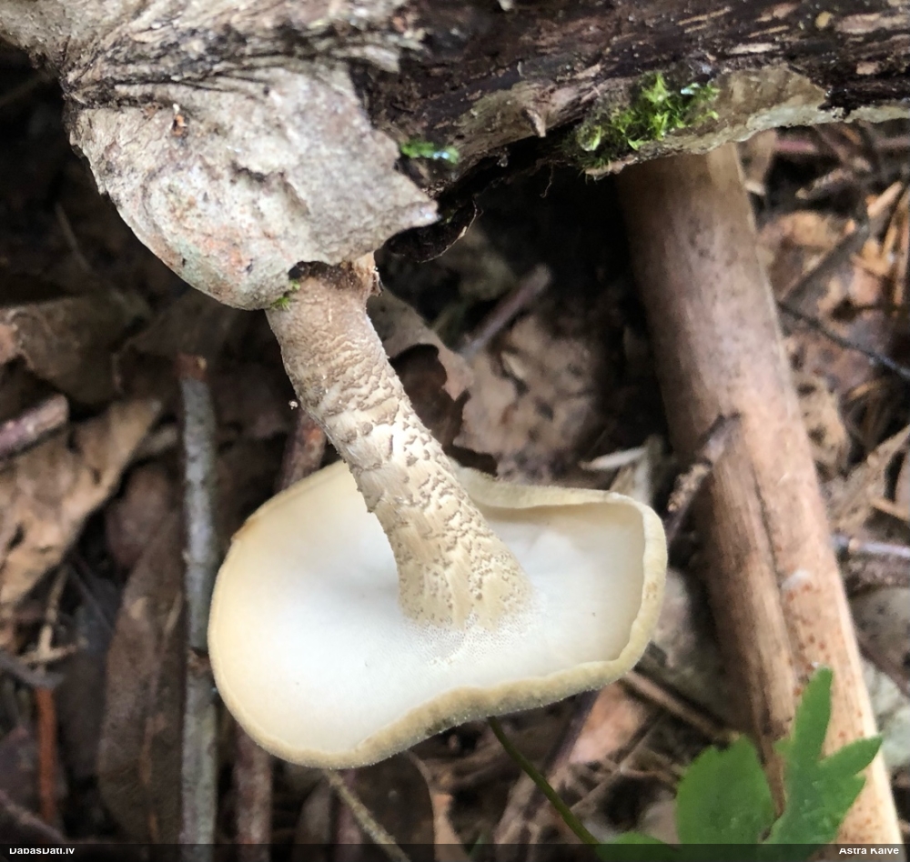 Skropstainā kātiņpiepe