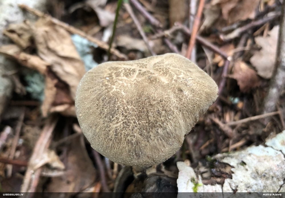 Skropstainā kātiņpiepe