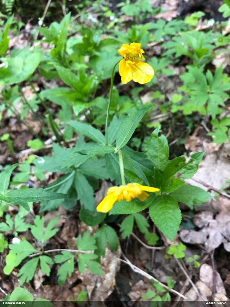 лютик кашубский