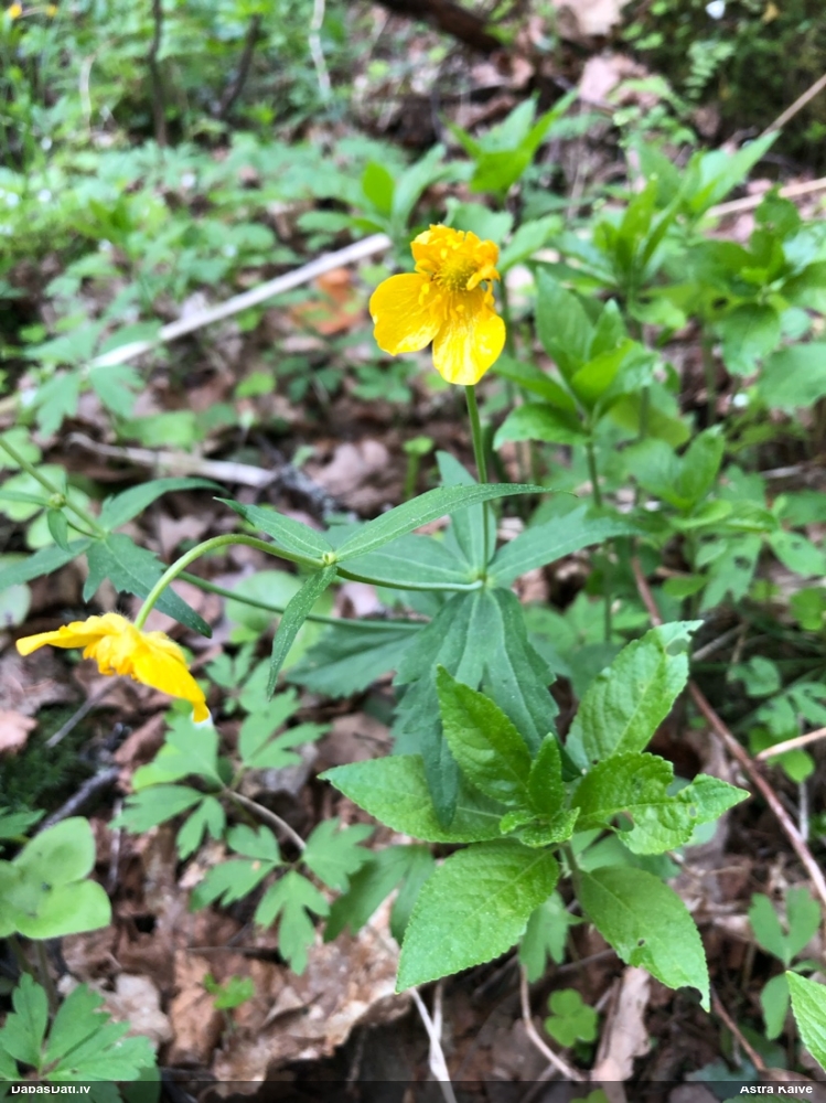 лютик кашубский