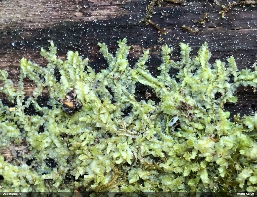 Dažādlapu sekstīte