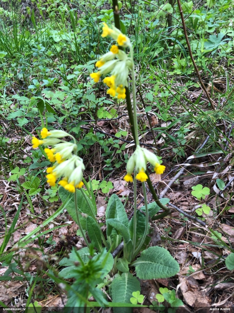 первоцвет весенний