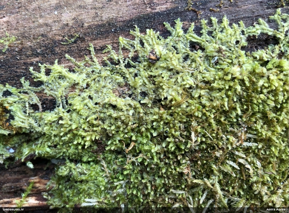 Dažādlapu sekstīte