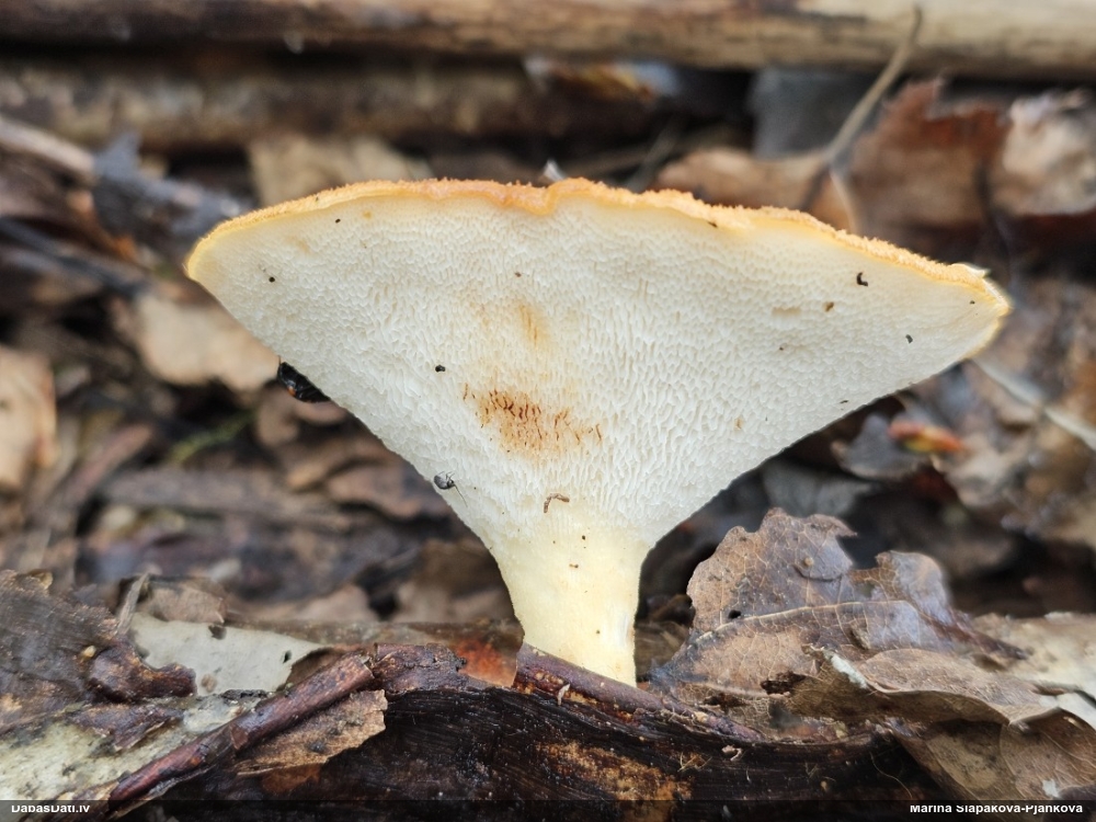 Bumbuļu kātiņpiepe