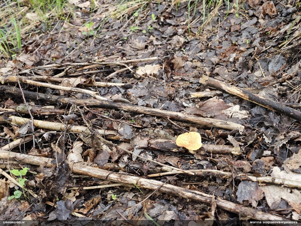 Bumbuļu kātiņpiepe