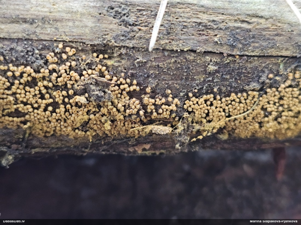 Trihija, hemitrihija (nenoteikta)