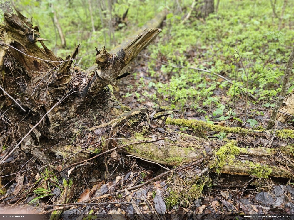 Trihija, hemitrihija (nenoteikta)