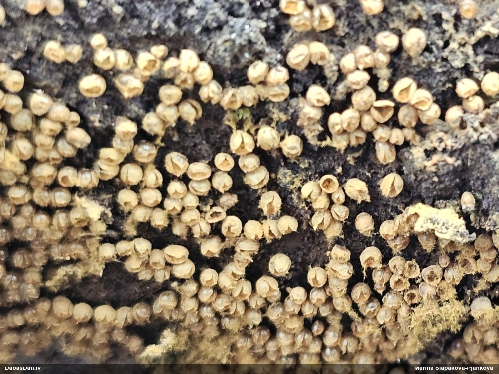 Trihija, hemitrihija (nenoteikta)