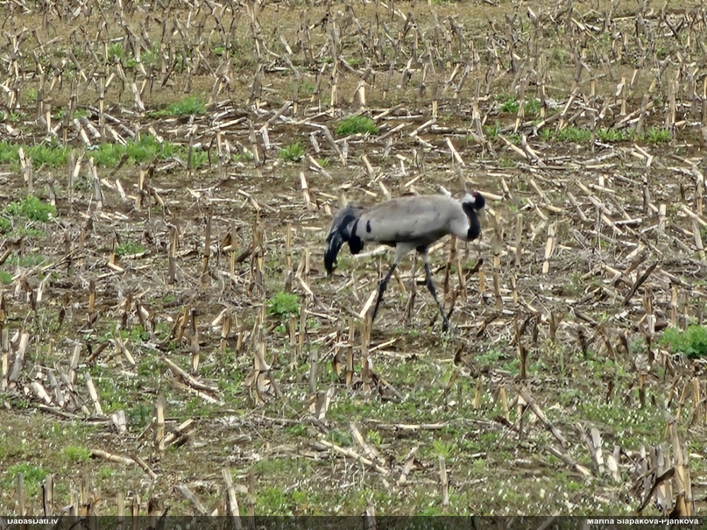 серый журавль