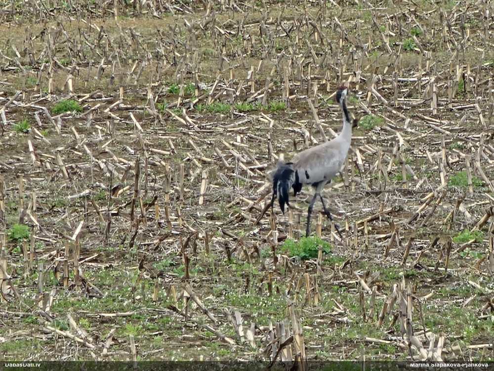 серый журавль