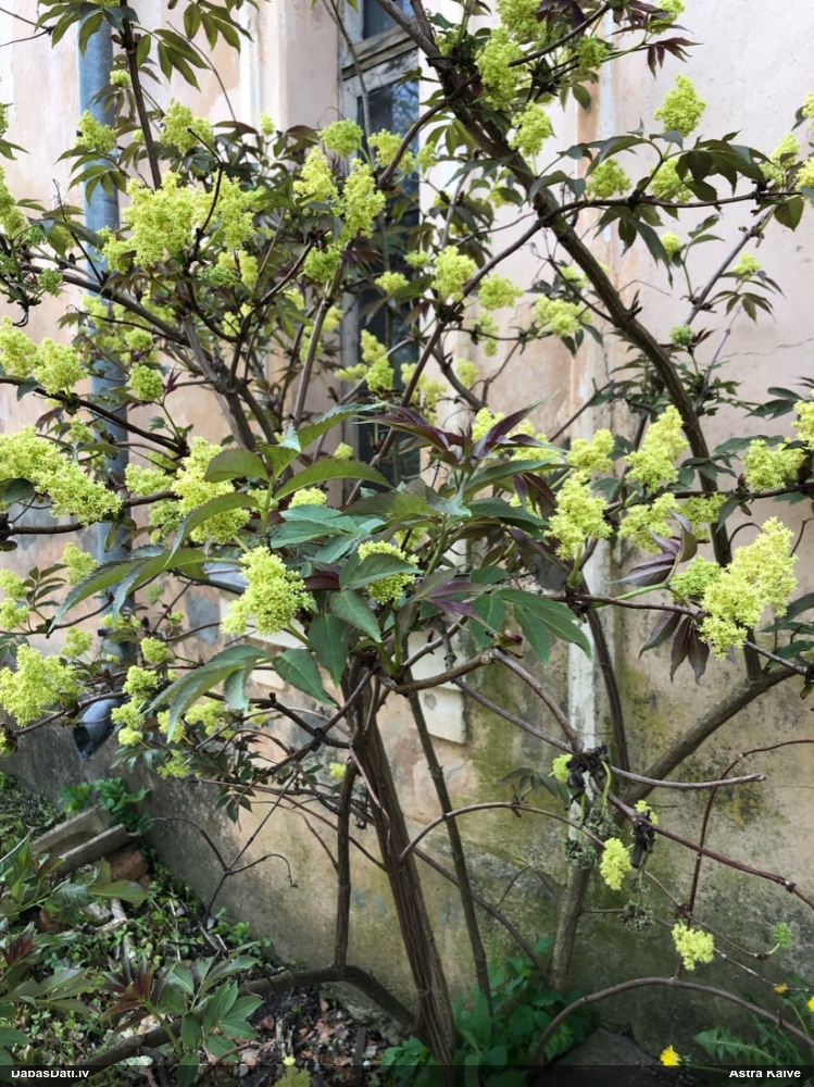 бузина красная