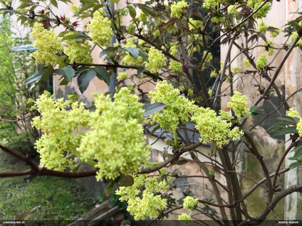 бузина красная