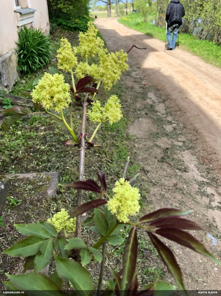 бузина красная