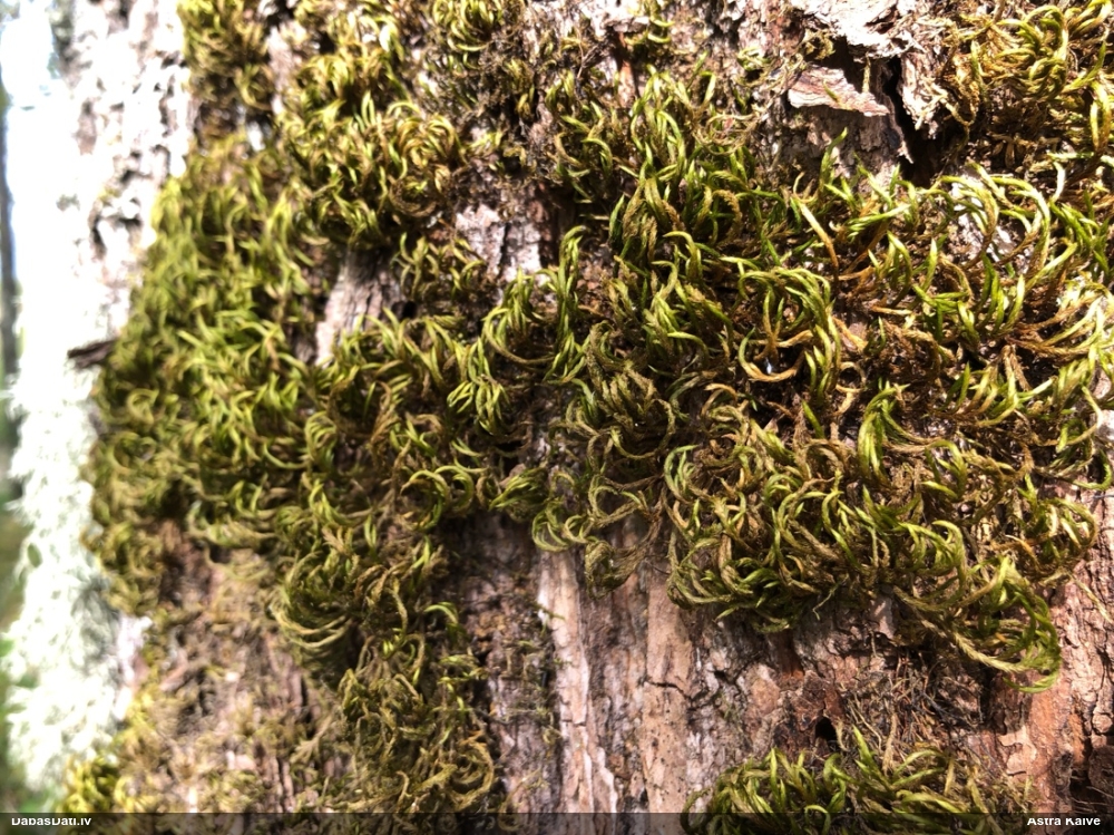 Parastā vāverastīte