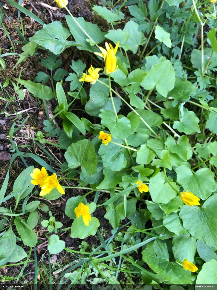 чистяк весенний